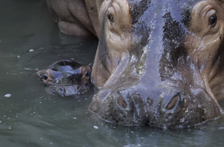 Baby hippopotamus swims with mum