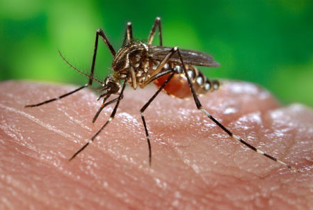 Mosquito bites carry key vaccine for malaria