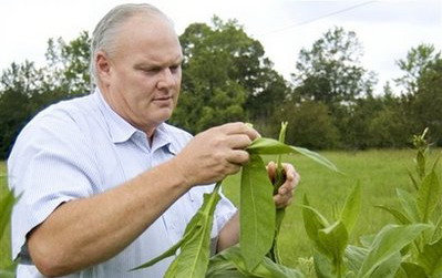 DIY cigarettes? Some smokers start growing tobacco