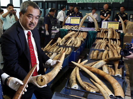 Thai customs sizes 316 elephant tusks