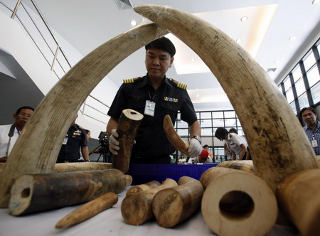 Thai customs sizes 316 elephant tusks