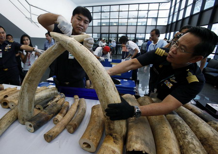 Thai customs sizes 316 elephant tusks