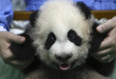 Panda cub's latest album at Thai zoo