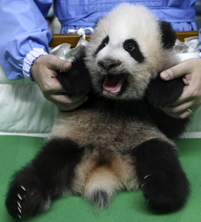 Panda cub's latest album at Thai zoo