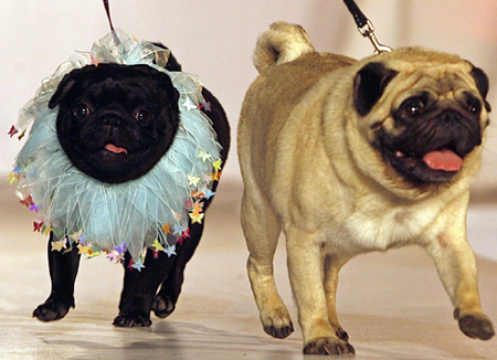 Pets love to be in fashion