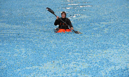 Paddle among thousands of plastic ducks on Thames