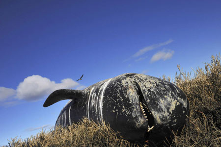 40 pilot whales stranded on beach