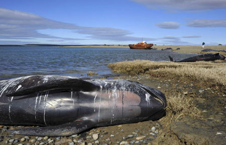 40 pilot whales stranded on beach