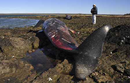 40 pilot whales stranded on beach