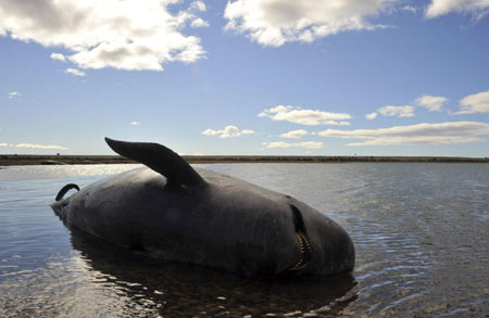 40 pilot whales stranded on beach