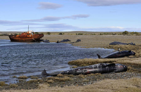 40 pilot whales stranded on beach