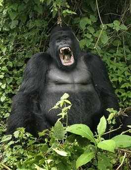 Endangered Ugandan gorillas join Facebook, MySpace