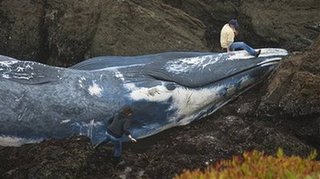 Blue whale washes ashore in Northern California