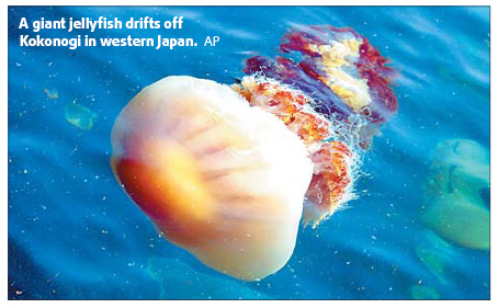 Jellyfish invasion: Fishermen net trouble
