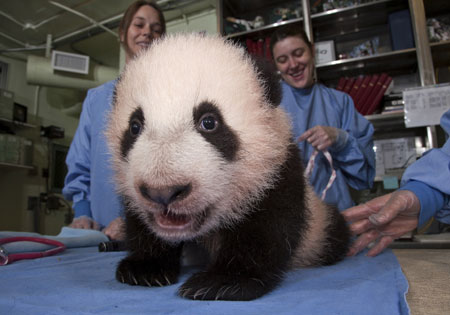 Giant panda cub at San Diego Zoo named Yun Zi