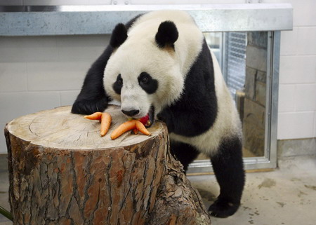 Australia welcomes panda pair
