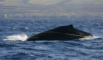 Crew plans to cut rope to free Hawaii whale