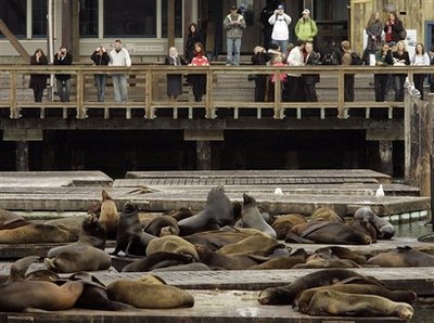San Francisco's famous sea lions have vanished