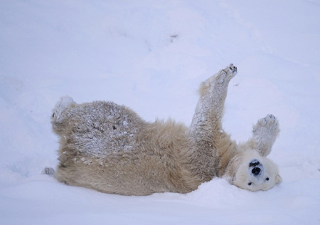 Polar bear poo helps in superbug hunt