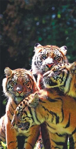 Indonesia plan: Make tigers pets for a fee