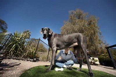 Guinness: Arizona Great Dane is tallest dog ever