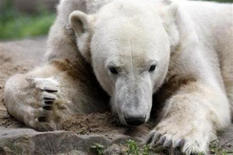 Castrate Knut the Polar bear: animal rights group