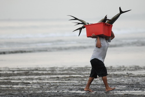 Sharks killed for fins in Ecuador