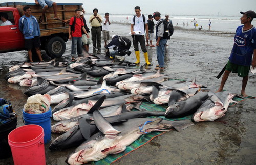 Sharks killed for fins in Ecuador