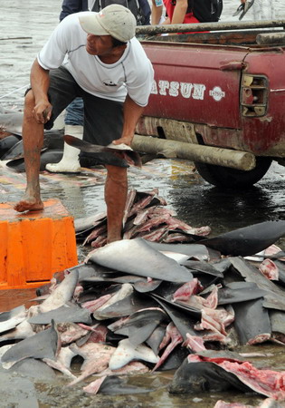 Sharks killed for fins in Ecuador