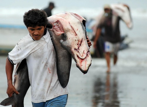 Sharks killed for fins in Ecuador