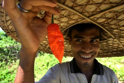 Indian military to weaponize world's hottest chili