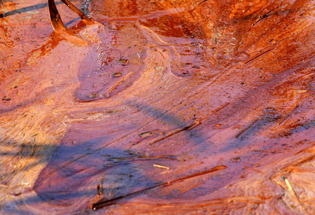 Heavy oil hits Louisiana's fragile marshland