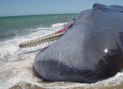 Report: Toxins found in whales bode ill for humans