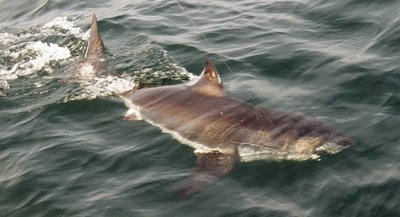 Great white shark spotted off Massachusetts coast