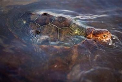 BP spill spurs call to halt release of sea turtles