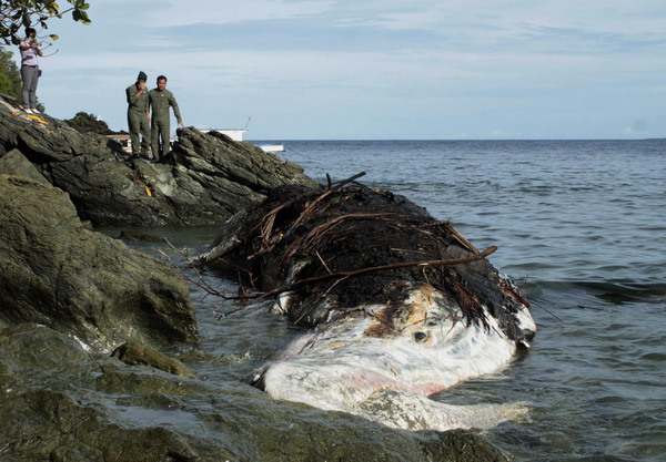 Dead sperm whale fished out in Philippine bay