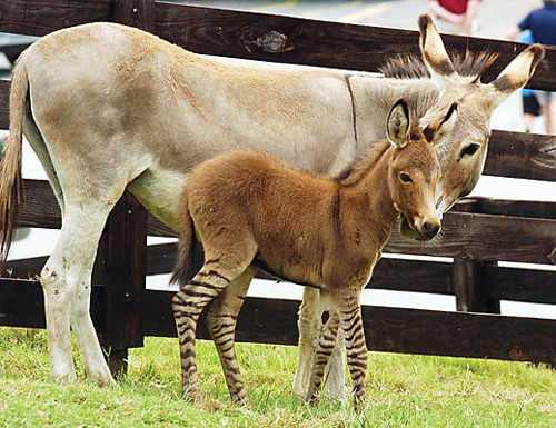 Four-day-old Zedonk, rare cross