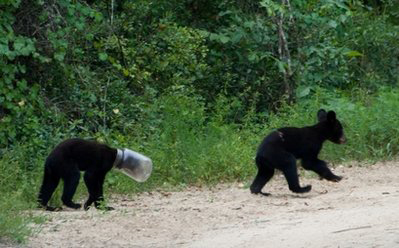 Plastic jar removed from bear cub's head