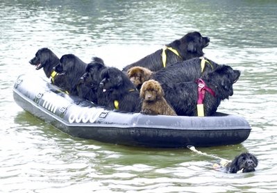 Canine lifeguards doggie paddle to the rescue
