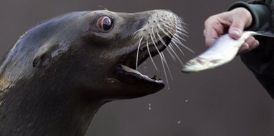 Sea lion mauls 11-year-old boy at Australian zoo