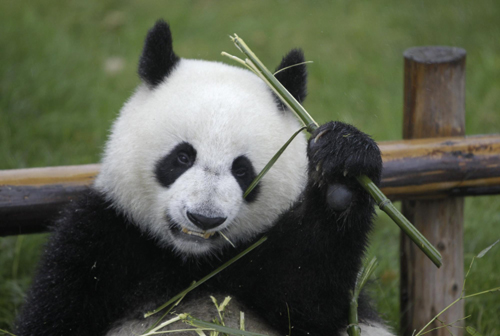 Twin panda cubs born in Spain