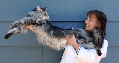 World's longest cat measures 4 feet