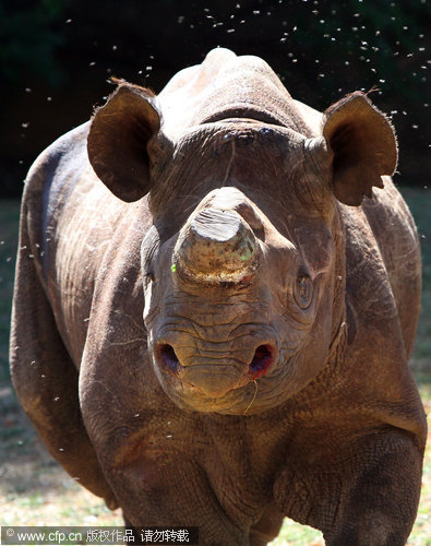 De-horned black rhino still in danger