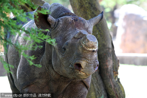 De-horned black rhino still in danger