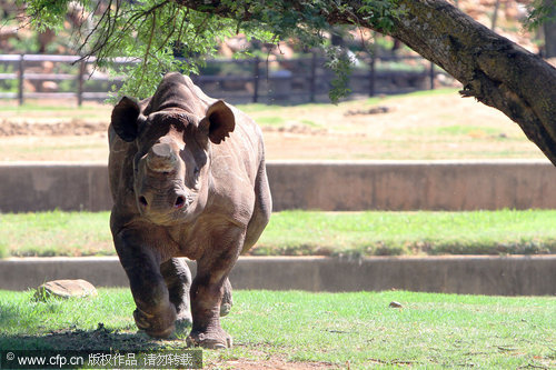 De-horned black rhino still in danger