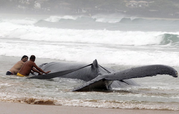 Humpback whale stranded on beach in Brazil