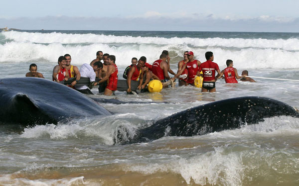 Humpback whale stranded on beach in Brazil