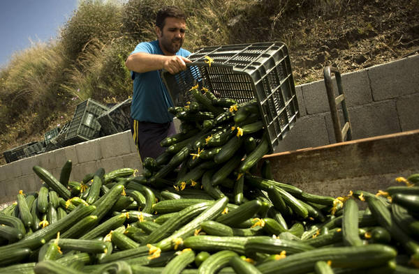 E. coli cucumber blame brings loss to Spanish agriculture