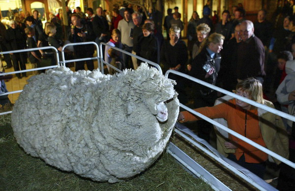NZ mourns death of Shrek the famously shaggy sheep