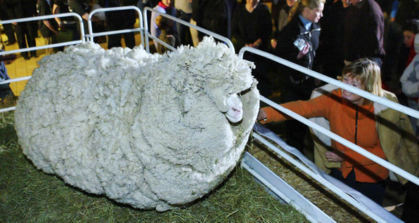 NZ mourns death of beloved shaggy sheep Shrek